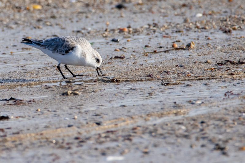 Bécasseau sanderling